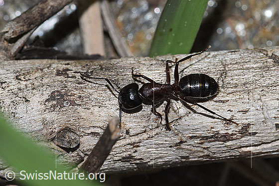 Foto: Braunschwarze Rossameise (Camponotus ligniperda). Länge 10mm. Ansicht von oben.