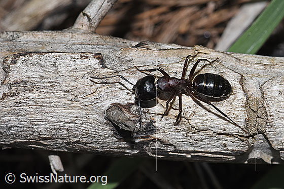 Foto: Braunschwarze Rossameise (Camponotus ligniperda). Länge 10mm. Ansicht von oben.