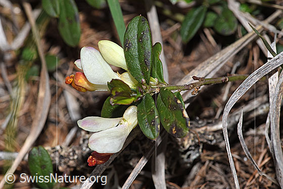 Photo: Polygala Chamaebuxus. Blossom and leaves.