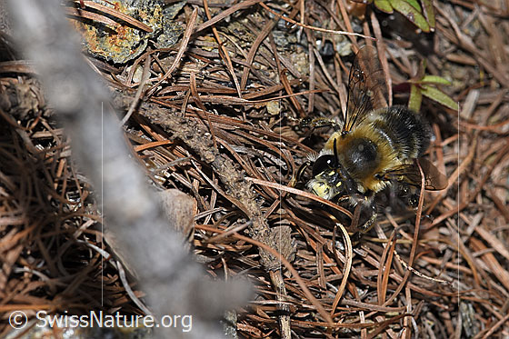 Foto: Gebänderte Pelzbiene (Anthophora aestivalis). Länge 14mm. Männchen. Ansicht von vorne.