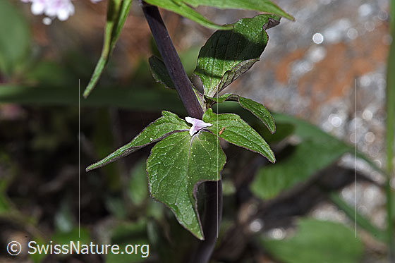 Foto: Dreiblatt-Baldrian (Valerina tripteris). Stängelblätter und Stängel.