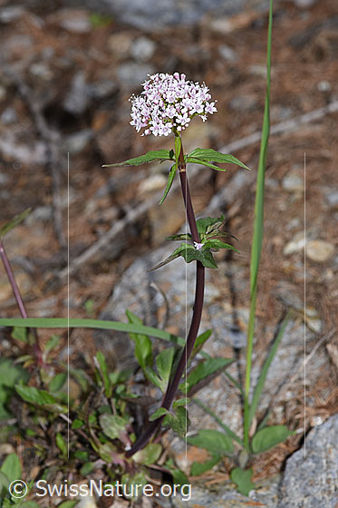 Foto: Dreiblatt-Baldrian (Valerina tripteris). Ganze Pflanze (Habitus).
