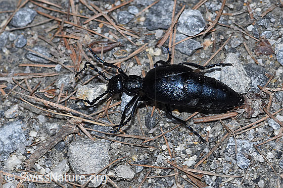 Violetter Ölkäfer (Meloe violaceus)