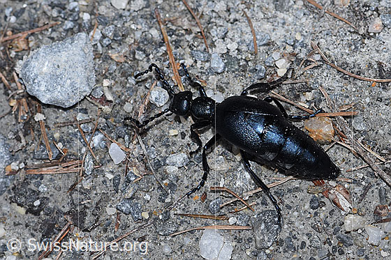 Foto: Wahrscheinlich Violetter Ölkäfer (Meloe violaceus). Länge 30mm. Männchen. Ansicht von seitlich oben.