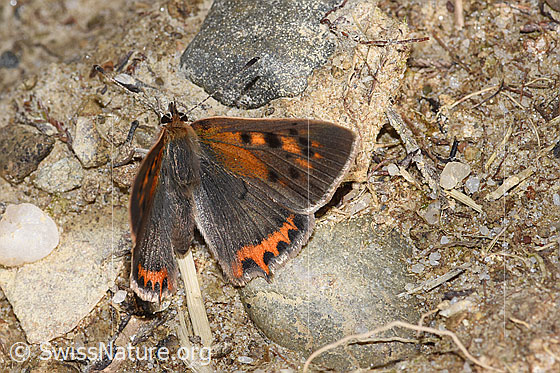 Photo: Lycaena phlaeas. Wings half open. View from diagonally above.