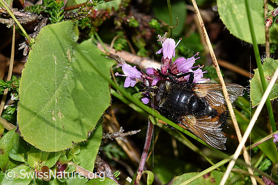 Foto: Wahrscheinlich Nowickia ferox (Raupenfliege) auf Blume. Länge 13 - 16mm. Asnicht von oben.