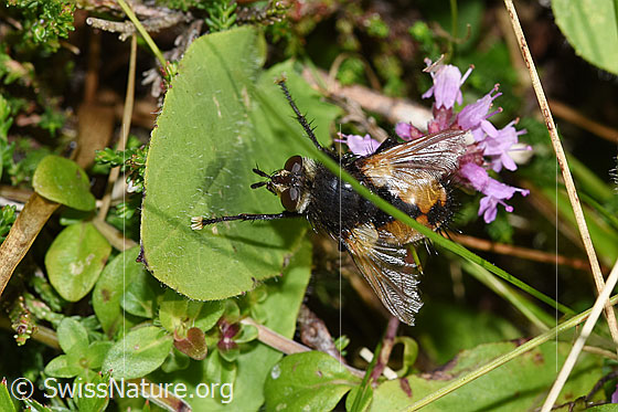 Foto: Wahrscheinlich Nowickia ferox (Raupenfliege). Länge 13 - 16mm. Ansicht von oben.