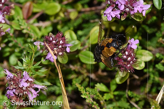 Foto: Wahrscheinlich Nowickia ferox (Raupenfliege) auf Blume. Länge 13 - 16mm. Ansicht von hinten.