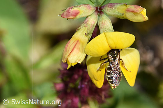 Photo: Halictus tumulorum on Lotus corniculatus. Length 7mm. Female. View from above.