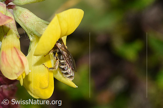 Photo: Halictus tumulorum on Lotus corniculatus. Length 7mm. Female. View from the side.
