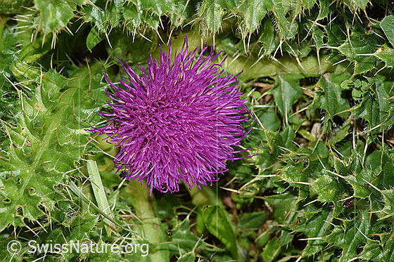 Photo: Cirsium acaule. Blossom and leaves.