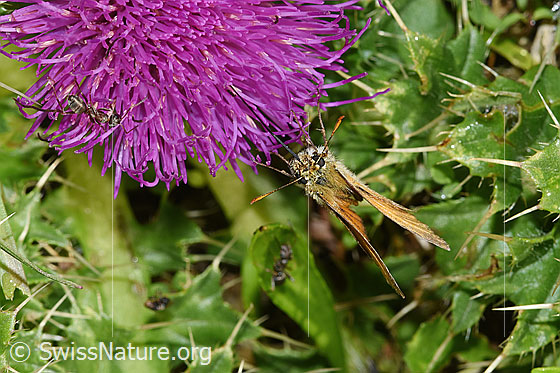 Photo: Thymelicus sylvestris on Cirsium acaule. Wings closed. View from the front.