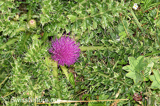 Photo: Cirsium acaule. Whole plant (habiti).