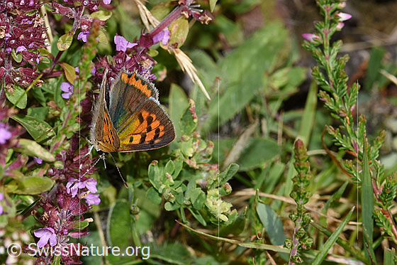 Foto: Kleiner Feuerfalter (Lycaena phlaeas) auf Arznei-Thymian (Thymus pulegioides). Flügel leicht geöffnet. Ansicht von schräg oben.