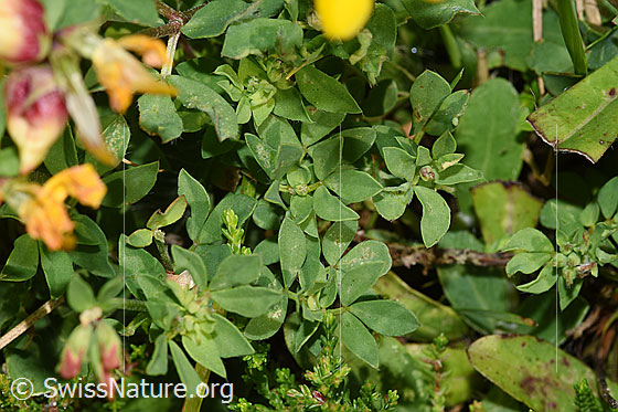 Foto: Gewöhnlicher Hornklee (Lotus corniculatus). Blätter.