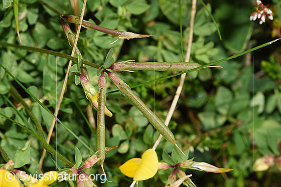 Photo: Lotus corniculatus. Fruit capsules.