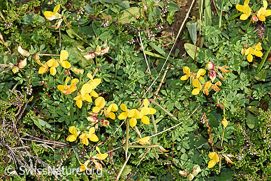 Photo: Lotus corniculatus. Whole plant (habiti).