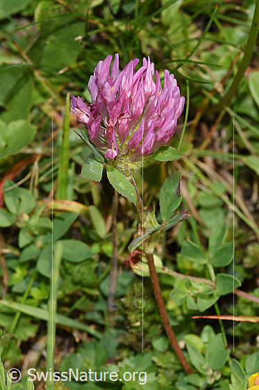 Foto: Rot-Klee (Trifolium pratense). Ganze Pflanze (Habitus).