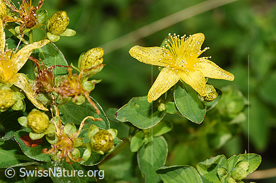 Foto: Geflecktes Johanniskraut (Hypericum maculatum). Blüten und Blätter.