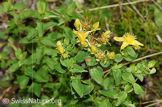 Foto: Geflecktes Johanniskraut (Hypericum maculatum). Ganze Pflanze (Habitus).