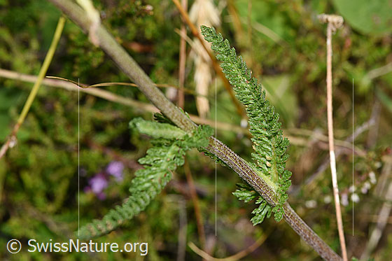 Foto: Gemeine Schafgarbe (Achillea millefolium). Stängel und Blätter (Blattspindel).