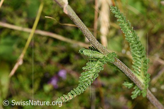 Foto: Gemeine Schafgarbe (Achillea millefolium). Stängel und Blätter (Blattspindel).