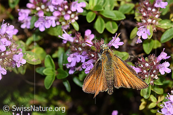 Photo: Thymelicus sylvestris on Thymus pulegioides). Wings open. View from above.