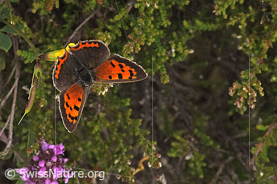 Photo: Lycaena phlaeas on Lotus corniculatus. Wings open. View from above.