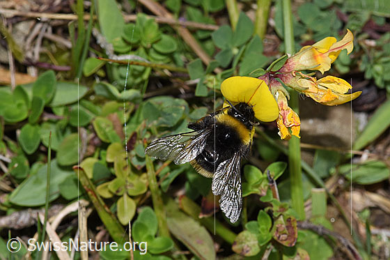 Photo: Probably Bombus lucorum on Lotus corniculatus. Length 9 - 16mm. View from above.