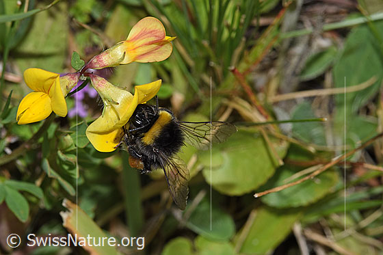 Photo: Probably Bombus lucorum on Lotus corniculatus. Length 9 - 16mm. View from the front.