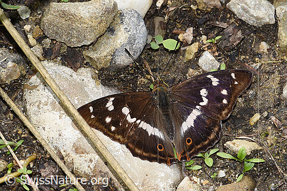 Foto: Grosser Schillerfalter (Apatura iris). Flügel geöffnet. Ansicht von oben.