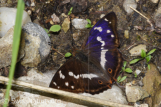 Grosser Schillerfalter (Apatura iris)