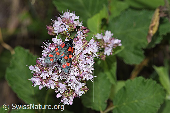 Photo: Zygaena filipendulae on Origanum vulgare. View from above.