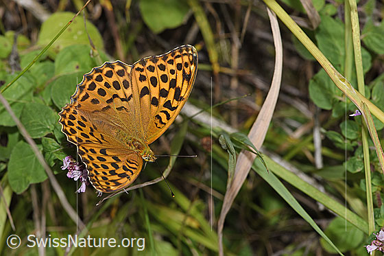 Foto: Kaisermantel (Argynnis paphia) auf Echtem Dost (Origanum vulgare). Flügel geöffnet. Ansicht von schräg oben.
