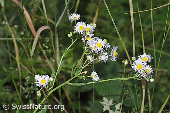 Photo: Erigeron annuus. Blossoms.