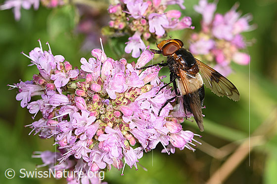 Photo: Volucella pellucens on Origanum vulgare. View from the side above.