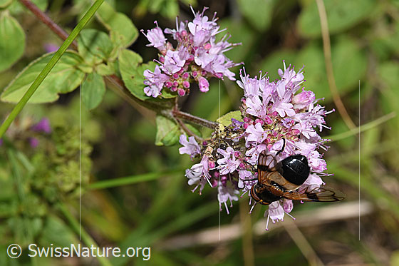 Foto: Gemeine Waldschwebfliege (Volucella pellucens) auf Echtem Dost (Origanum vulgare). Länge 12 - 16mm. Weibchen. Ansicht von hinten.