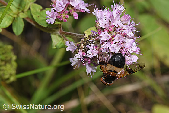 Photo: Volucella pellucens on Origanum vulgare. Length 12 - 16mm. Female. View from top rear.
