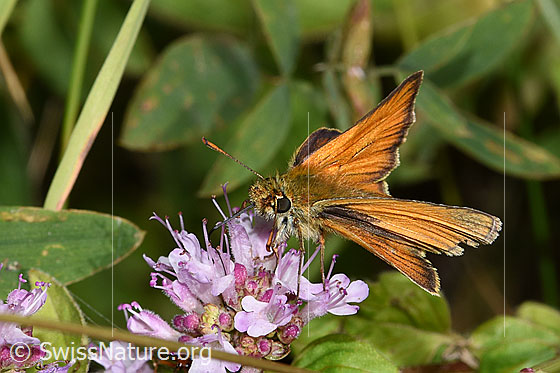 Photo: Thymelicus sylvestris on Origanum vulgare. Wings half open. View from side front.