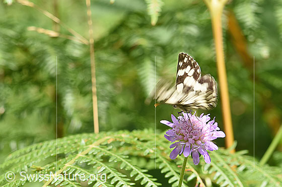 Foto: Schachbrett (Melanargia galathea) auf Wald-Witwenblume (Knautia dipsacifolia). Flügel halb geöffnet. Kurz vor dem Abflug.