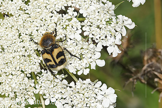 Photo: Trichius fasciatus on Daucus carota ssp. carota). View from above.
