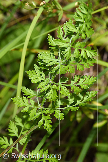 Foto: Wilde Möhre (Daucus carota ssp. carota). Blätter.