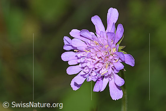 Photo: Knautia dipsacifolia. Blossom.
