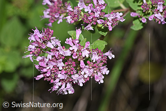 Foto: Echter Dost (Origanum vulgare). Blütenstand.