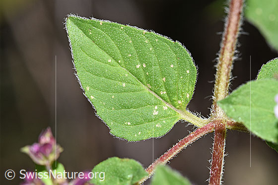 Foto: Echter Dost (Origanum vulgare). Blatt und Stängel.
