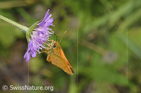 Foto: Rostfarbiger Dickkopffalter (Ochlodes sylvanus) auf Wald-Witwenblume (Knautia dipsacifolia). Ansicht von vorne.