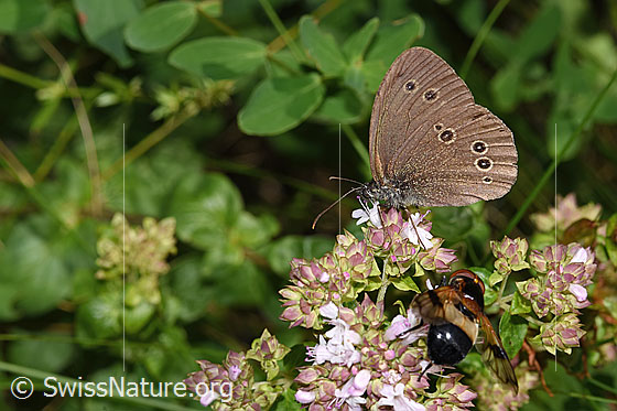 Foto: Brauner Waldvogel (Aphantopus hyperantus) auf Echtem Dost (Origanum vulgare). Flügel geschlossen. Ansicht von der Seite.