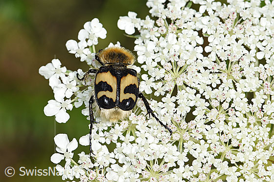 Foto: Gebänderter Pinselkäfer (Trichius fasciatus) auf Wilder Möhre (Daucus carota ssp. carota). Ansicht von hinten oben.