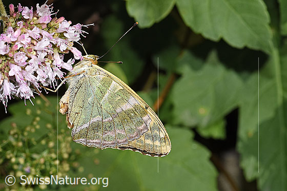 Foto: Kaisermantel (Argynnis paphia) auf Echtem Dost (Origanum vulgare). Flügel geschlossen. Ansicht von der Seite.