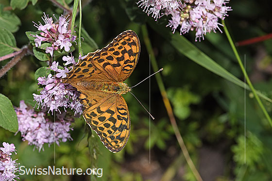 Foto: Kaisermantel (Argynnis paphia) auf Echtem Dost (Origanum vulgare). Weibchen. Flügel geöffnet. Ansicht von oben.